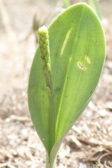 Malaxis macrostachya