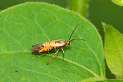 Neoheliodines
