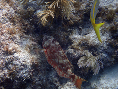 Sparisoma chrysopterum