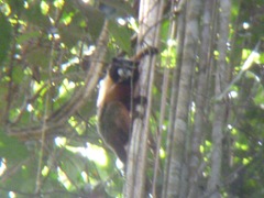 Saguinus tripartitus