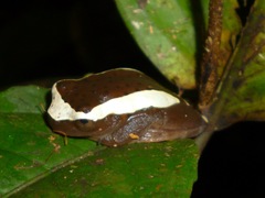 Dendropsophus bifurcus