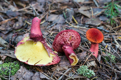 Suillus asiaticus