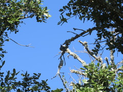 Baeolophus atricristatus