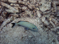 Haemulon carbonarium