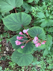 Begonia grandis