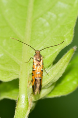 Neoheliodines
