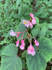Begonia grandis
