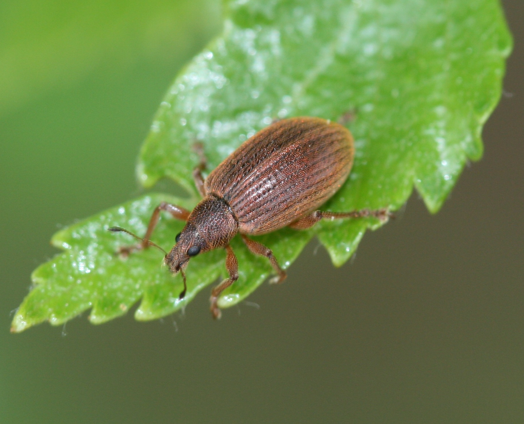 Polydrusus mollis · iNaturalist