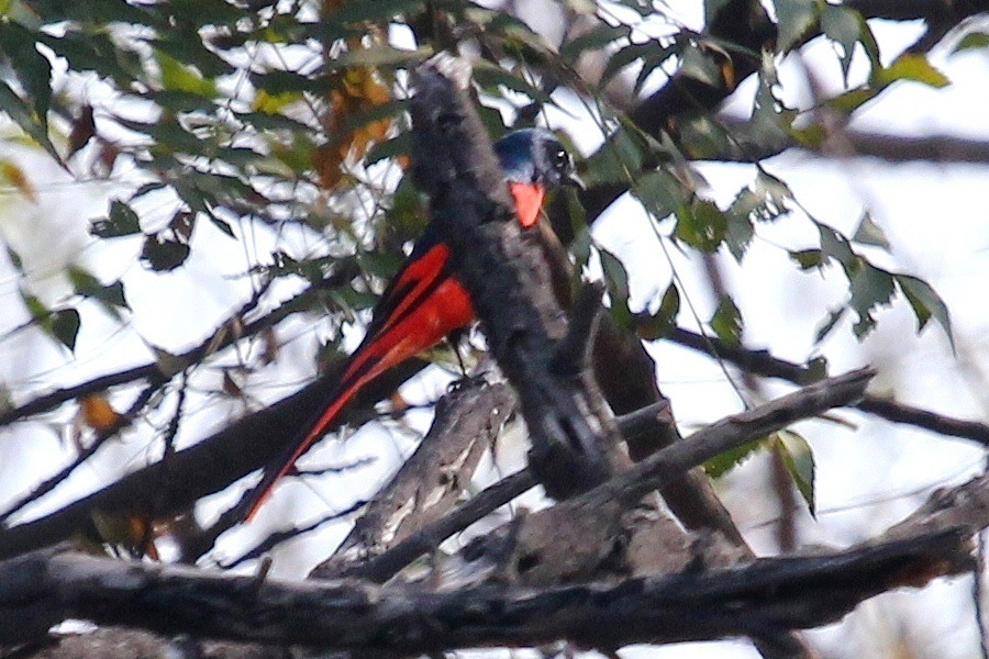Long-tailed Minivet