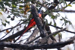 Pericrocotus ethologus