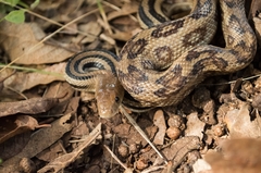 Pituophis lineaticollis