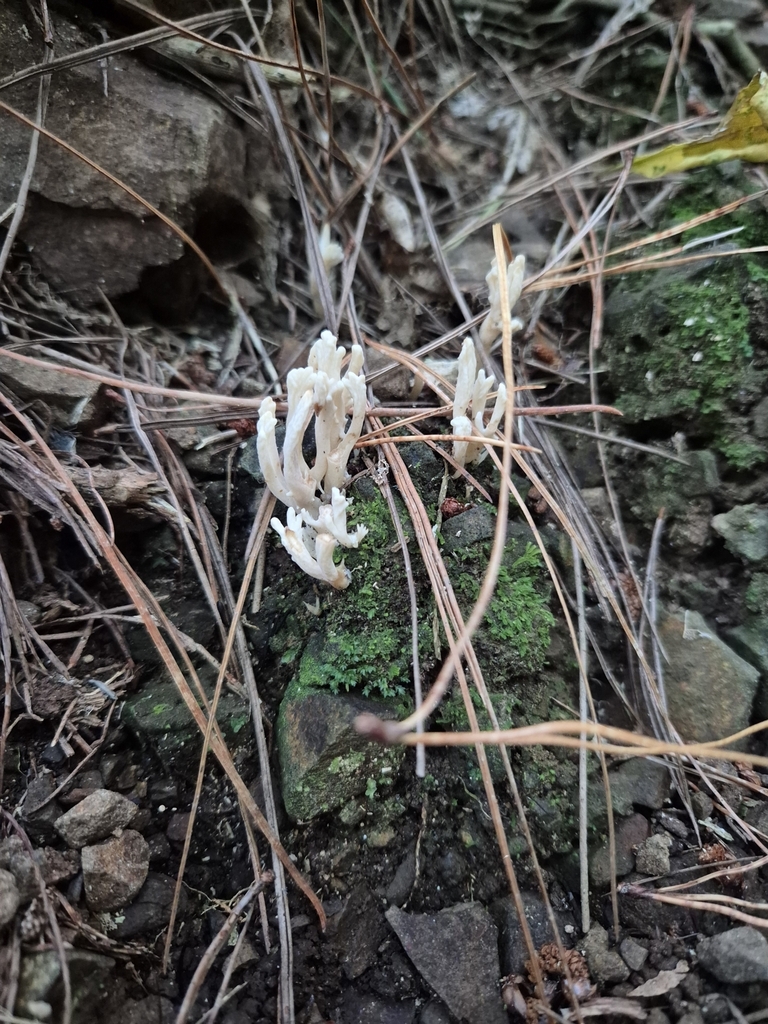 Clavulina rugosa · April 2025 · photo: © rempson (iNaturalist, cc-by)