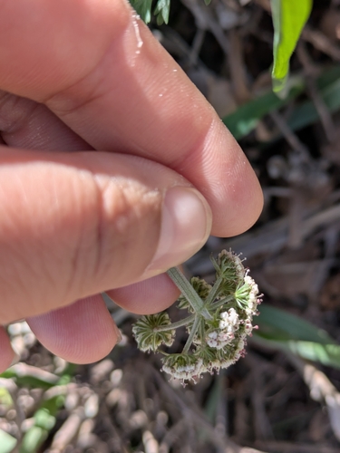 Image of Lomatium orientale by (c) My-Lan Le, some rights reserved (CC BY)