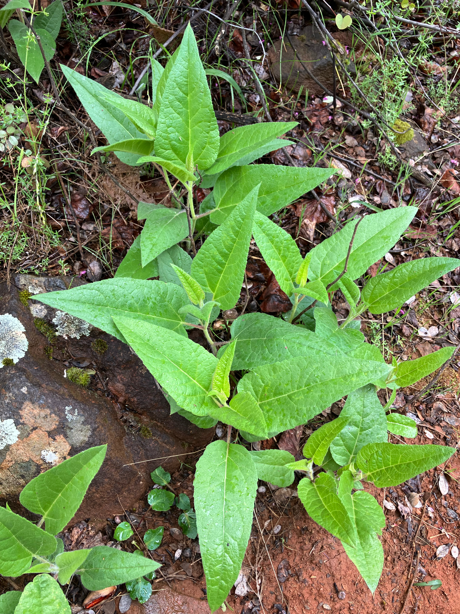 Imagem de Agnorhiza reticulata