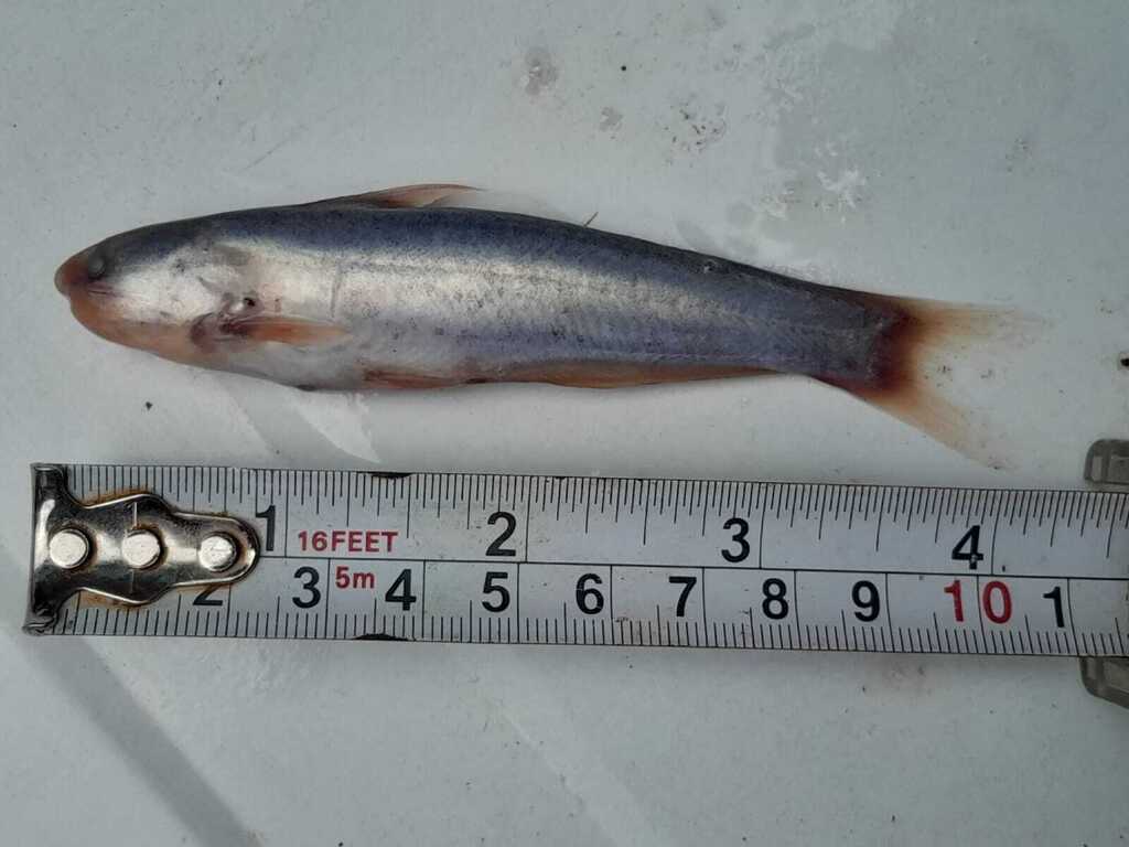 Cetopsis starnesi