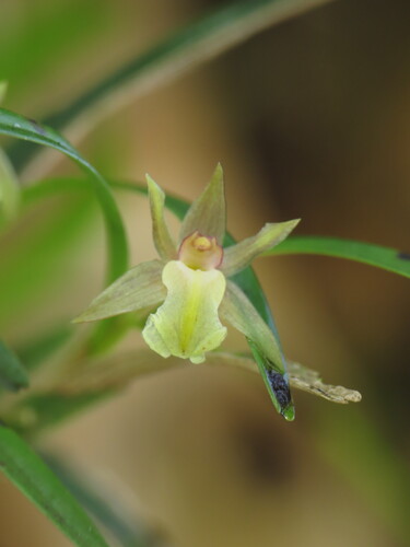 Scaphyglottis corallorrhiza