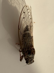 Cicada cretensis