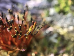 Tetraplodon mnioides