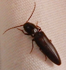 Dicrepidius palmatus