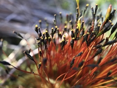 Tetraplodon mnioides