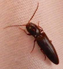 Dicrepidius palmatus