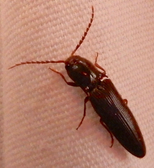 Dicrepidius palmatus