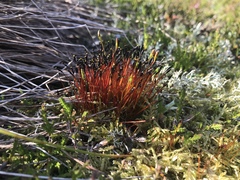 Tetraplodon mnioides