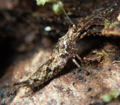 Pedetontus submutans