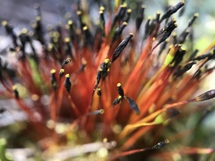 Tetraplodon mnioides