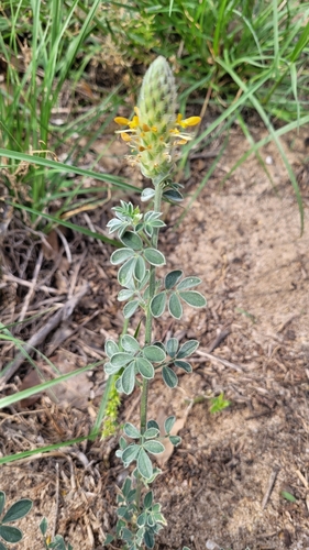 Image of Dalea aurea by (c) Wes Copas, some rights reserved (CC BY)