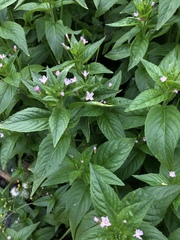 Epilobium glandulosum