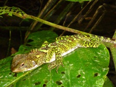 Enyalioides laticeps