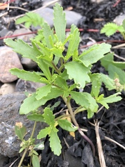 Cakile edentula edentula