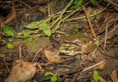Hyla euphorbiacea