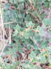 Acmispon heermannii heermannii