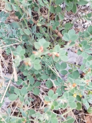 Acmispon heermannii heermannii