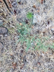 Acmispon heermannii heermannii