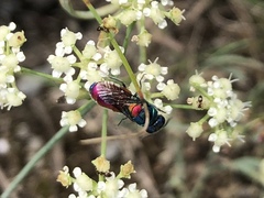 Chrysis scutellaris