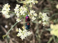 Chrysis scutellaris