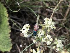 Chrysis scutellaris