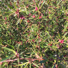 Cliffortia acutifolia