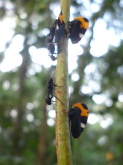 Phyllotropis cingulata