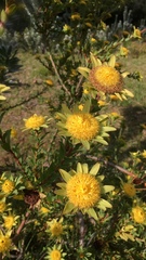 Leucadendron elimense