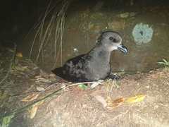 Pterodroma gouldi