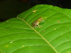 Pristimantis acuminatus