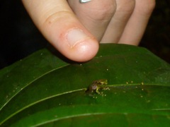 Pristimantis acuminatus