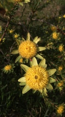 Leucadendron elimense