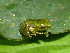 Pristimantis acuminatus