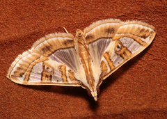 Glyphodes pyloalis