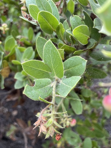 Arctostaphylos montaraensis, photograph 5
